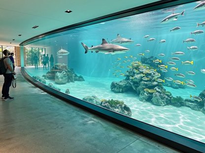 Custom Shark Aquarium